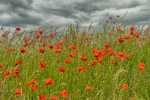 Field of Poppies