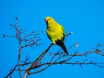 Ring-necked Parakeet
