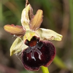Ophrys sphegodes ssp majellensis (Ophrys passionis ssp majellensis) 