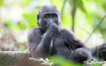 Baby gorilla three years old