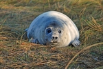 Atlantic Grey Seal