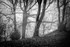 Lumsdale Twisted Trees