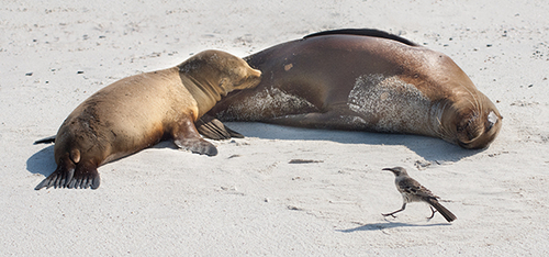 Sea Lions with Mocking Bird