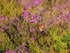 Dartford Warbler