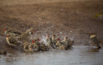 Red-billed Quelea portfolio