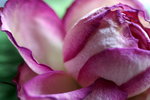 Flowers Set 12 - 05