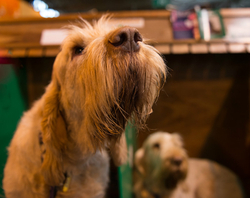 Crufts 2017 portfolio