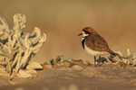 Two-banded Plover, early morning, Sea Lion Island, Falklands