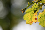 Golden Leafs _74