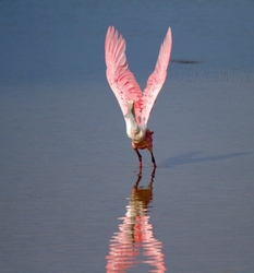 Birds 085