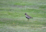 Golden Plover
