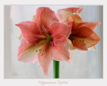 Hippeastrum 'Exotica' 2