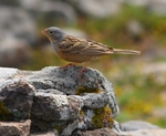 Cretzchmar's Bunting