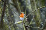 Robin