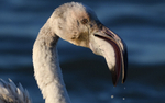 Jeune flamant