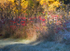 Autumn Light