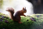 Red Squirrel 10