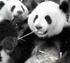 Pandas, Chengdu