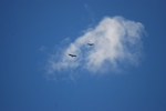 Griffon Vultures
