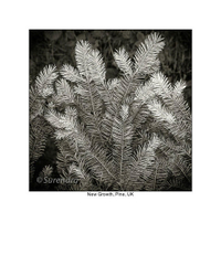 Organic Forms portfolio