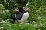 Puffins
