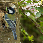 Great Tit