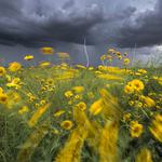 Monsoon lightning with flowers