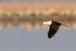 Andean Avocet portfolio