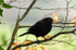 Blackbird