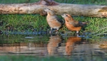 Parrot Crossbill