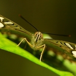 Clipper