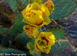 Cactus Flower 3