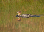 Merganser - Mergus serrator