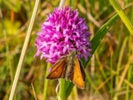 Small Skipper