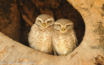 Spotted Owlets.