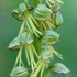 Aceras anthropophorum - Man Orchid