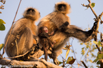 Hanuman Langur