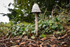 Fungus_ACP_8239