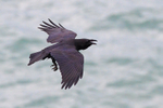 Raven calling in flight at Durlston
