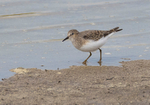 Temmincks Stint