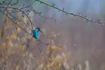 Kingfisher in a tree   ref 1247