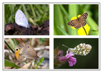 British Butterflies
