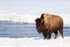 American Bison on river bank in sun, Yellowstone National Park