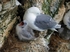 Kittiwakes