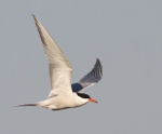 Common Tern