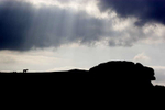 Horse on Saddle Tor, Dartmoor