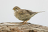 Corn Bunting