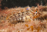 Parablennius gattorugine juvenile