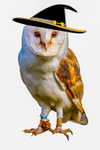Barn owl-5300