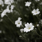 Daisy